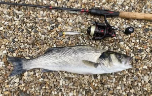 Estuary sea bass spinning with a lure.