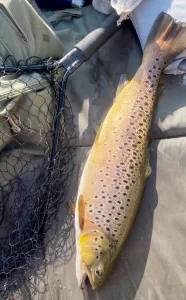 Brown trout caught on a dry fly using a Hardy 1936 Duralamin Perfect.