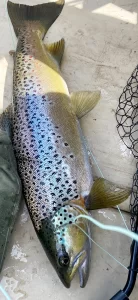 Wild brown trout caught on an antique Hardy fly reel.