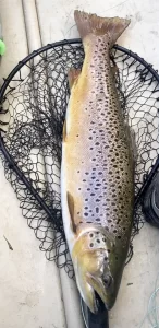 Trout on a dry fly using a Hardy Perfect reel.