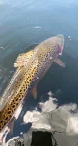 Brown trout caught on a dry fly using a Hardy 1936 Duralamin Perfect released.
