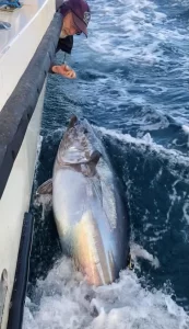 420lb Blue Fin Tuna caught tagged and released off the Cornish coast.