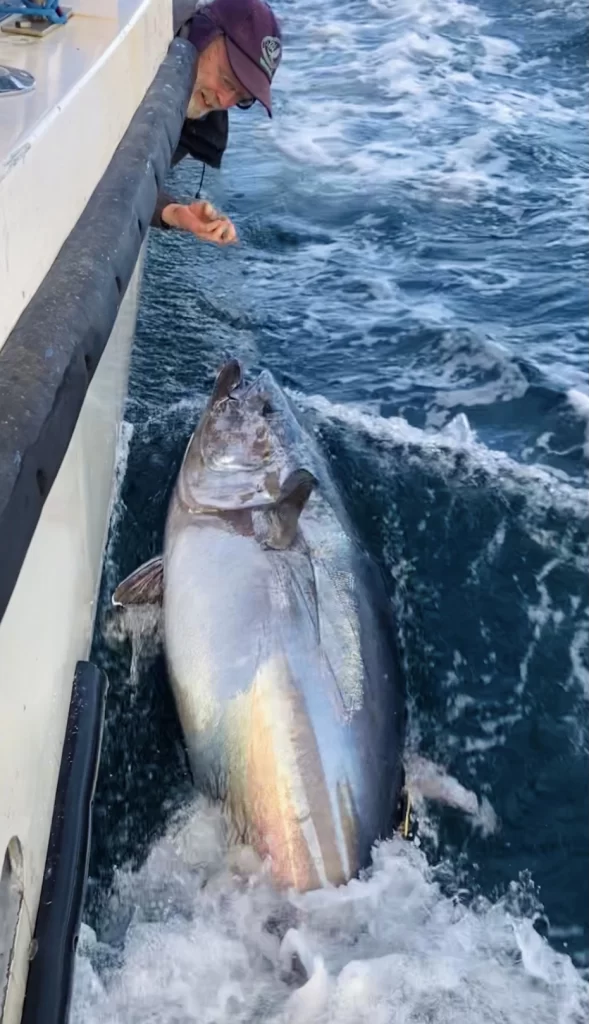 420lb Blue Fin Tuna caught tagged and released off the Cornish coast.